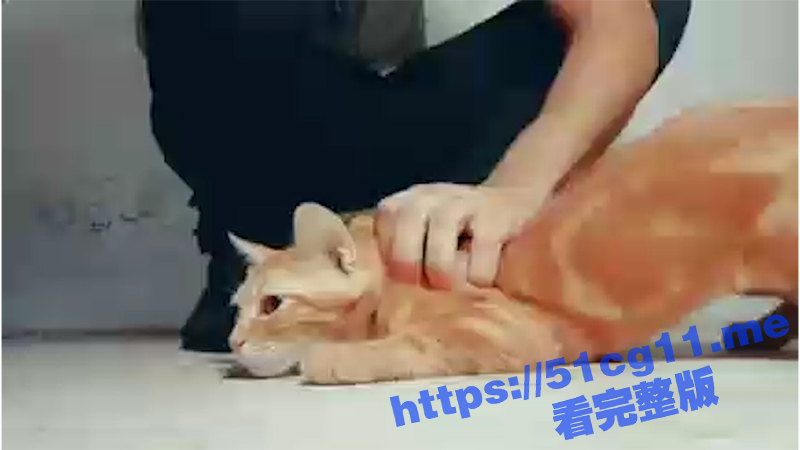 可爱的小猫被主人活生生的虐待致死，太可怜了-51吃瓜网