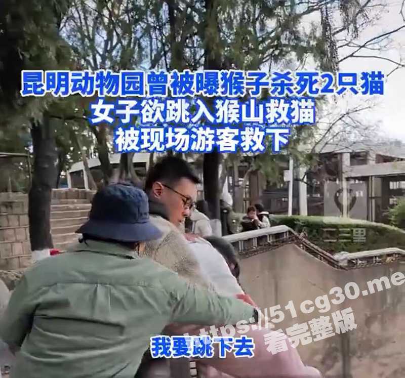 昆明动物园 猫猴共处 事件！动物园内猴子虐猫 遭到网友疯狂吐槽 谩骂-51吃瓜网