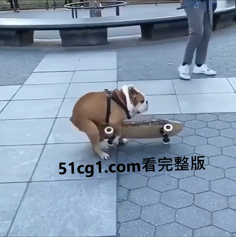 狗狗也饥渴了-51吃瓜网