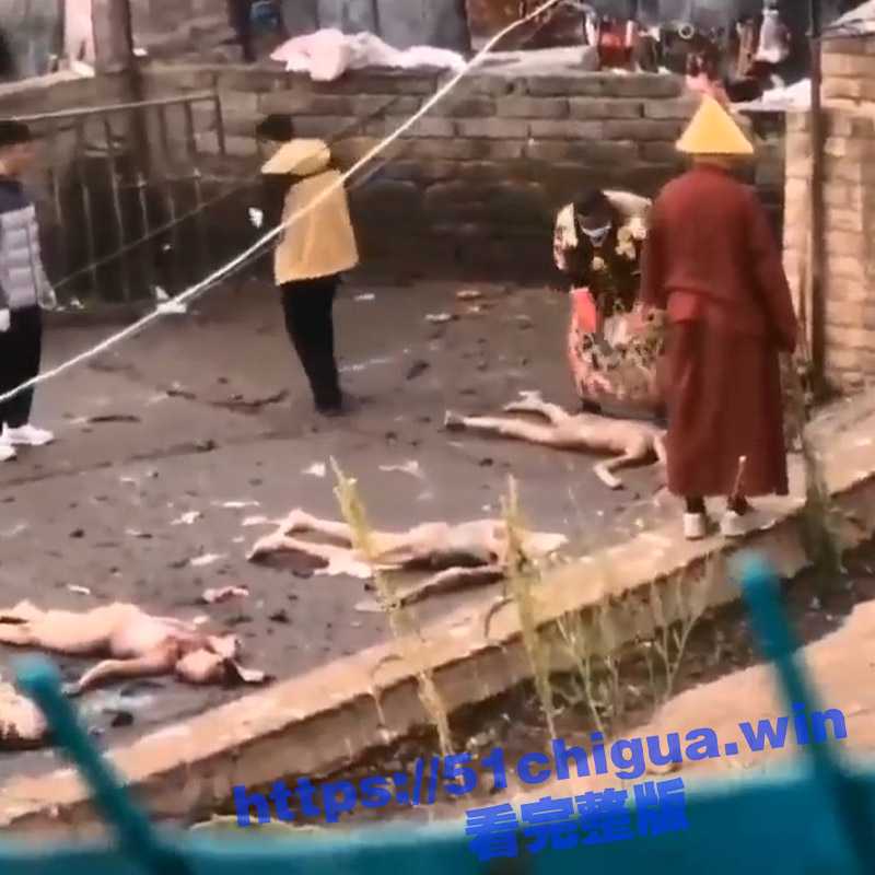 罕见 西藏天葬现场全过程！内容可能引起不适 胆小勿入 - 51吃瓜网-51吃瓜网